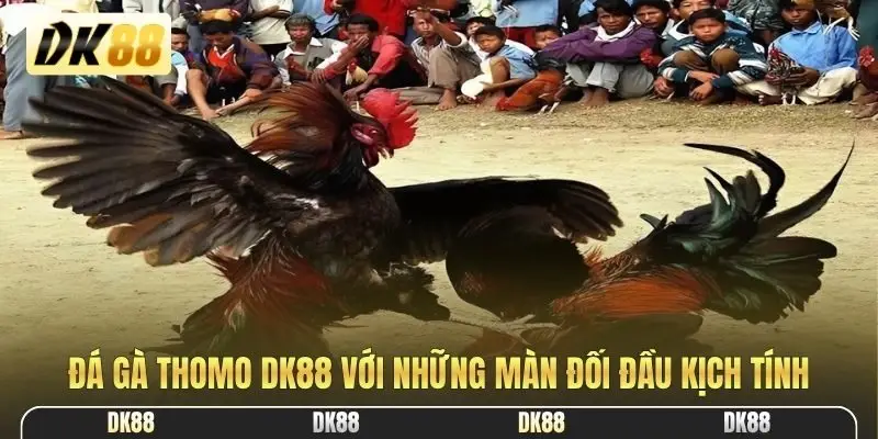 Đá gà Thomo DK88 với những màn đối đầu kịch tính