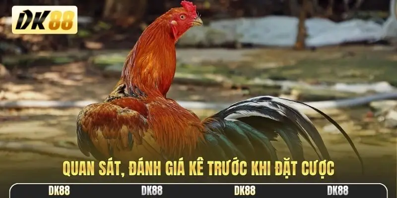 Quan sát, đánh giá kê trước khi đặt cược