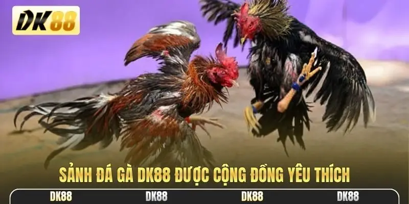 Sảnh đá gà DK88 được cộng đồng yêu thích